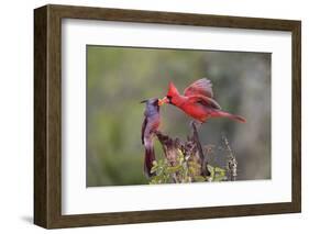 Northern cardinal and Pyrrhuloxia males fighting for a perch.-Larry Ditto-Framed Photographic Print