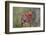 Northern cardinal and Pyrrhuloxia males fighting for a perch.-Larry Ditto-Framed Photographic Print