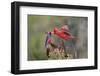 Northern cardinal and Pyrrhuloxia males fighting for a perch.-Larry Ditto-Framed Photographic Print