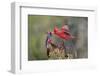 Northern cardinal and Pyrrhuloxia males fighting for a perch.-Larry Ditto-Framed Photographic Print