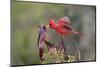 Northern cardinal and Pyrrhuloxia males fighting for a perch.-Larry Ditto-Mounted Photographic Print