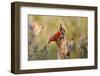 Northern Cardinal and Pyrrhuloxia Perched on Dead Limb-Larry Ditto-Framed Photographic Print