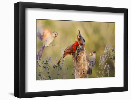 Northern Cardinal and Pyrrhuloxia Perched on Dead Limb-Larry Ditto-Framed Photographic Print