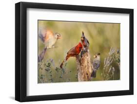 Northern Cardinal and Pyrrhuloxia Perched on Dead Limb-Larry Ditto-Framed Photographic Print