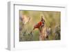 Northern Cardinal and Pyrrhuloxia Perched on Dead Limb-Larry Ditto-Framed Photographic Print
