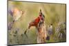 Northern Cardinal and Pyrrhuloxia Perched on Dead Limb-Larry Ditto-Mounted Photographic Print