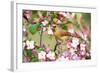 Northern Cardinal (Cardinalis cardinalis) adult female perched on branch amongst wild plum blossom-S & D & K Maslowski-Framed Photographic Print