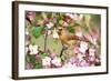 Northern Cardinal (Cardinalis cardinalis) adult female perched on branch amongst wild plum blossom-S & D & K Maslowski-Framed Photographic Print