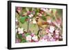 Northern Cardinal (Cardinalis cardinalis) adult female perched on branch amongst wild plum blossom-S & D & K Maslowski-Framed Photographic Print