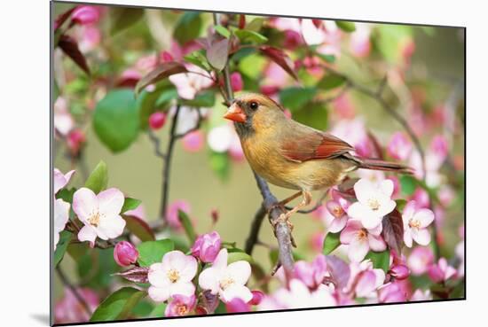 Northern Cardinal (Cardinalis cardinalis) adult female perched on branch amongst wild plum blossom-S & D & K Maslowski-Mounted Photographic Print