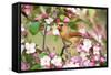 Northern Cardinal (Cardinalis cardinalis) adult female perched on branch amongst wild plum blossom-S & D & K Maslowski-Framed Stretched Canvas