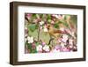 Northern Cardinal (Cardinalis cardinalis) adult female perched on branch amongst wild plum blossom-S & D & K Maslowski-Framed Photographic Print