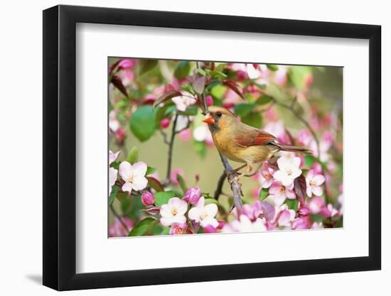 Northern Cardinal (Cardinalis cardinalis) adult female perched on branch amongst wild plum blossom-S & D & K Maslowski-Framed Photographic Print