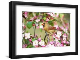 Northern Cardinal (Cardinalis cardinalis) adult female perched on branch amongst wild plum blossom-S & D & K Maslowski-Framed Photographic Print