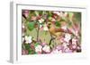 Northern Cardinal (Cardinalis cardinalis) adult female perched on branch amongst wild plum blossom-S & D & K Maslowski-Framed Photographic Print