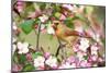 Northern Cardinal (Cardinalis cardinalis) adult female perched on branch amongst wild plum blossom-S & D & K Maslowski-Mounted Photographic Print