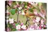 Northern Cardinal (Cardinalis cardinalis) adult female perched on branch amongst wild plum blossom-S & D & K Maslowski-Stretched Canvas