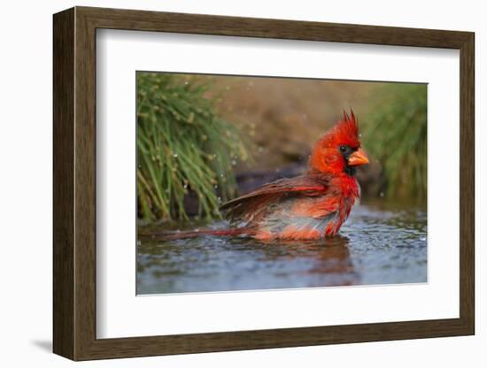 Northern Cardinal (Cardinalis Cardinalis) Adult Male Bathing-Larry Ditto-Framed Photographic Print