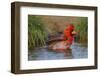 Northern Cardinal (Cardinalis Cardinalis) Adult Male Bathing-Larry Ditto-Framed Photographic Print