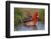 Northern Cardinal (Cardinalis Cardinalis) Adult Male Bathing-Larry Ditto-Framed Photographic Print