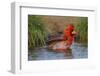 Northern Cardinal (Cardinalis Cardinalis) Adult Male Bathing-Larry Ditto-Framed Photographic Print