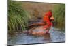 Northern Cardinal (Cardinalis Cardinalis) Adult Male Bathing-Larry Ditto-Mounted Photographic Print