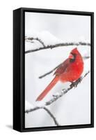 Northern Cardinal (Cardinalis Cardinalis) in Snow Storm, St. Charles, Illinois, USA-Lynn M^ Stone-Framed Stretched Canvas