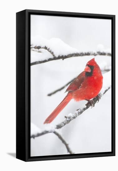 Northern Cardinal (Cardinalis Cardinalis) in Snow Storm, St. Charles, Illinois, USA-Lynn M^ Stone-Framed Stretched Canvas