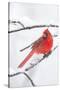 Northern Cardinal (Cardinalis Cardinalis) in Snow Storm, St. Charles, Illinois, USA-Lynn M^ Stone-Stretched Canvas