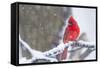 Northern Cardinal (Cardinalis Cardinalis) in Snow Storm, St. Charles, Illinois, USA-Lynn M^ Stone-Framed Stretched Canvas