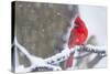 Northern Cardinal (Cardinalis Cardinalis) in Snow Storm, St. Charles, Illinois, USA-Lynn M^ Stone-Stretched Canvas