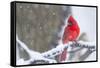 Northern Cardinal (Cardinalis Cardinalis) in Snow Storm, St. Charles, Illinois, USA-Lynn M^ Stone-Framed Stretched Canvas