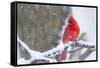 Northern Cardinal (Cardinalis Cardinalis) in Snow Storm, St. Charles, Illinois, USA-Lynn M^ Stone-Framed Stretched Canvas