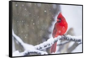 Northern Cardinal (Cardinalis Cardinalis) in Snow Storm, St. Charles, Illinois, USA-Lynn M^ Stone-Framed Stretched Canvas