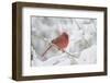 Northern Cardinal (Cardinalis Cardinalis) in Snow Storm, St. Charles, Illinois, USA-Lynn M^ Stone-Framed Photographic Print