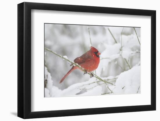 Northern Cardinal (Cardinalis Cardinalis) in Snow Storm, St. Charles, Illinois, USA-Lynn M^ Stone-Framed Photographic Print