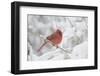 Northern Cardinal (Cardinalis Cardinalis) in Snow Storm, St. Charles, Illinois, USA-Lynn M^ Stone-Framed Photographic Print