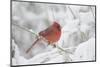 Northern Cardinal (Cardinalis Cardinalis) in Snow Storm, St. Charles, Illinois, USA-Lynn M^ Stone-Mounted Photographic Print