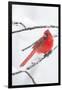 Northern Cardinal (Cardinalis Cardinalis) in Snow Storm, St. Charles, Illinois, USA-Lynn M^ Stone-Framed Photographic Print