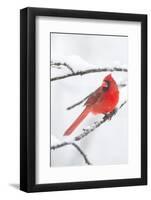 Northern Cardinal (Cardinalis Cardinalis) in Snow Storm, St. Charles, Illinois, USA-Lynn M^ Stone-Framed Photographic Print
