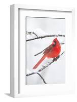 Northern Cardinal (Cardinalis Cardinalis) in Snow Storm, St. Charles, Illinois, USA-Lynn M^ Stone-Framed Photographic Print