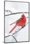 Northern Cardinal (Cardinalis Cardinalis) in Snow Storm, St. Charles, Illinois, USA-Lynn M^ Stone-Mounted Photographic Print