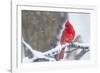 Northern Cardinal (Cardinalis Cardinalis) in Snow Storm, St. Charles, Illinois, USA-Lynn M^ Stone-Framed Photographic Print