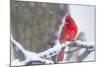 Northern Cardinal (Cardinalis Cardinalis) in Snow Storm, St. Charles, Illinois, USA-Lynn M^ Stone-Mounted Photographic Print