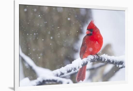 Northern Cardinal (Cardinalis Cardinalis) in Snow Storm, St. Charles, Illinois, USA-Lynn M^ Stone-Framed Photographic Print