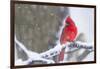 Northern Cardinal (Cardinalis Cardinalis) in Snow Storm, St. Charles, Illinois, USA-Lynn M^ Stone-Framed Photographic Print