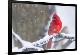 Northern Cardinal (Cardinalis Cardinalis) in Snow Storm, St. Charles, Illinois, USA-Lynn M^ Stone-Framed Photographic Print