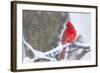 Northern Cardinal (Cardinalis Cardinalis) in Snow Storm, St. Charles, Illinois, USA-Lynn M^ Stone-Framed Photographic Print