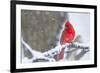 Northern Cardinal (Cardinalis Cardinalis) in Snow Storm, St. Charles, Illinois, USA-Lynn M^ Stone-Framed Photographic Print