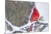 Northern Cardinal (Cardinalis Cardinalis) in Snow Storm, St. Charles, Illinois, USA-Lynn M^ Stone-Mounted Photographic Print